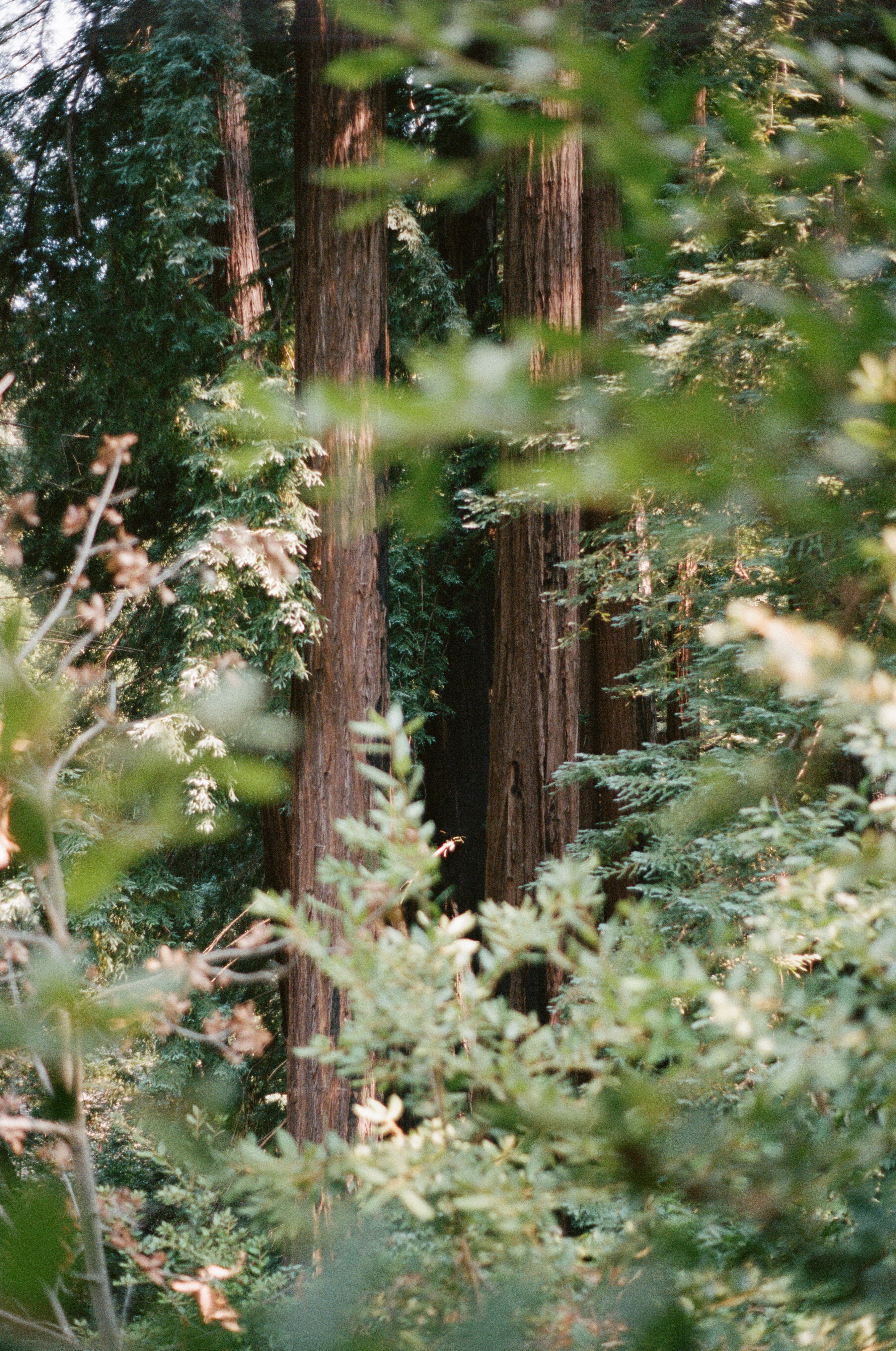 Tall redwood trees