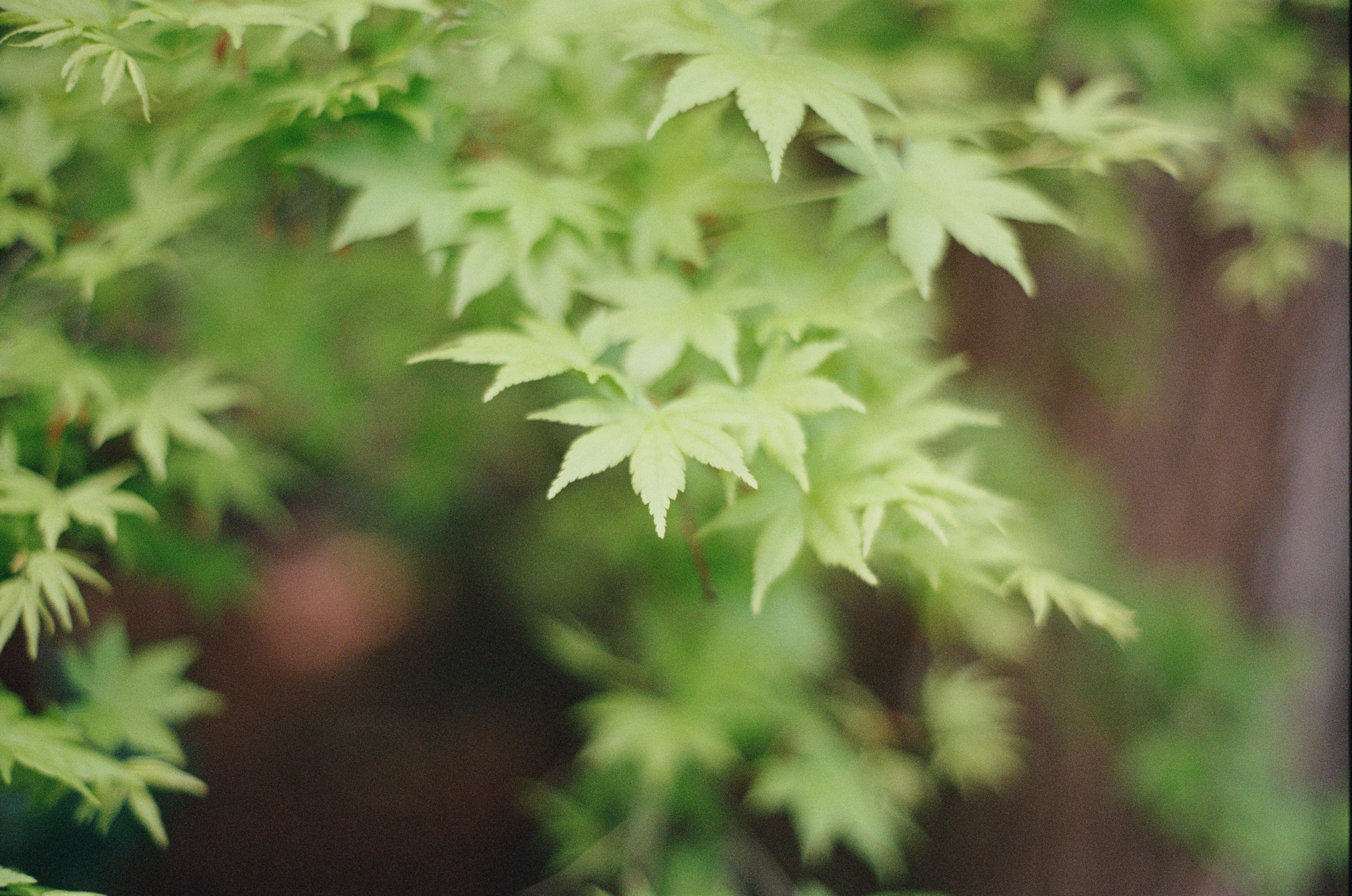 Soft green Japanese maple leaves