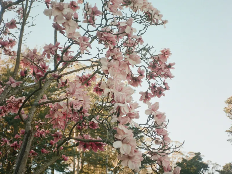 Pink blossom against a clear sky