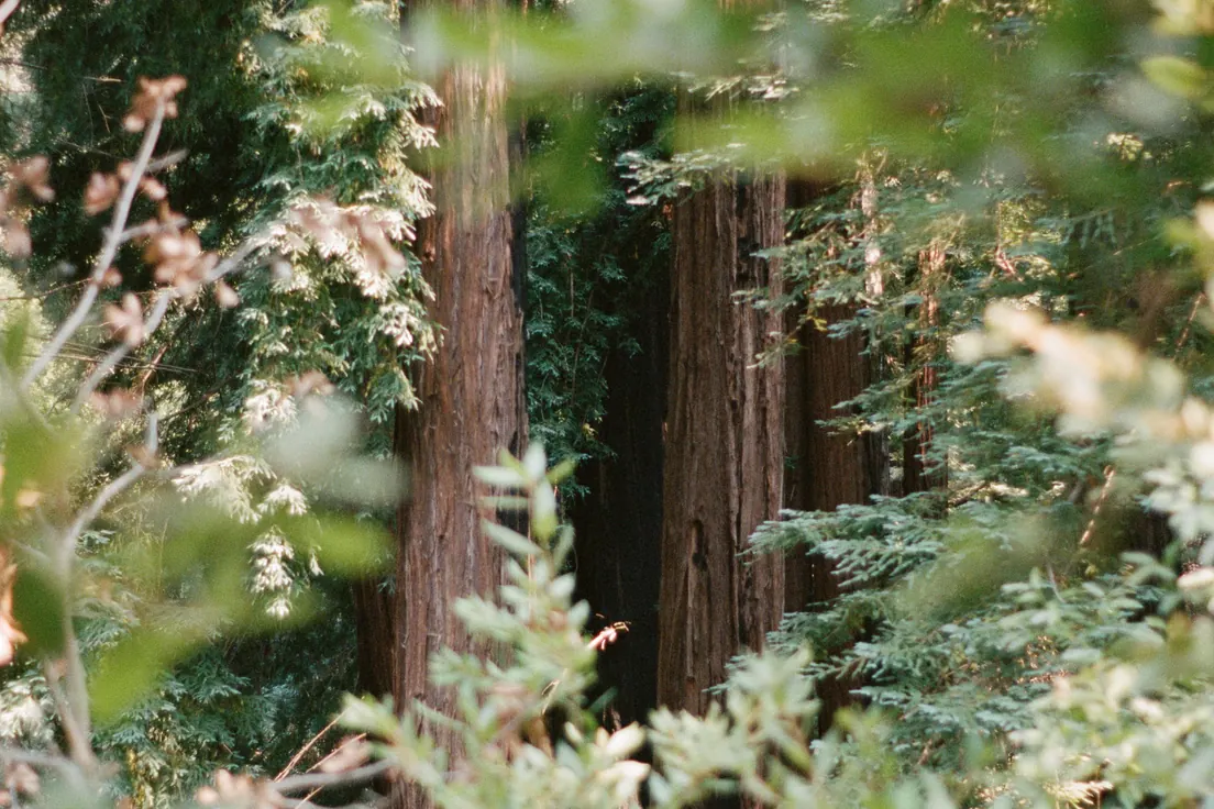 Tall redwood trees
