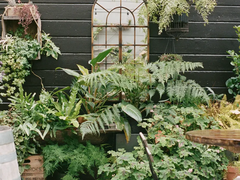 Ferns crowding an arched window in a garden