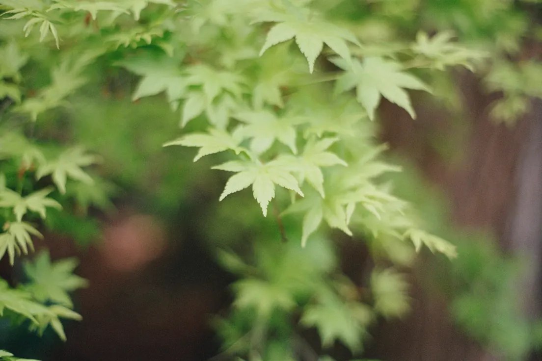 Soft green Japanese maple leaves