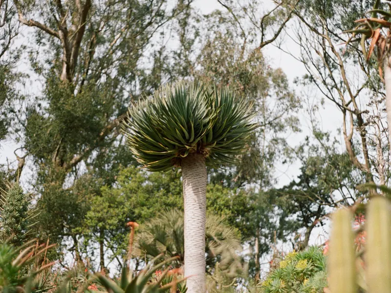 A dragon tree standing against the sky