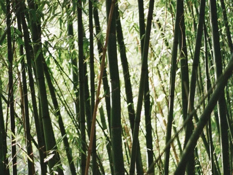 Dense bamboo stems with no clear view through